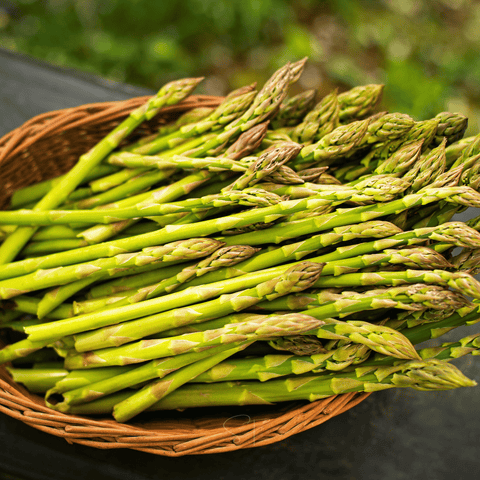 UC157 F2 Asparagus seeds package, 50 count, GrowTime Garden Supply