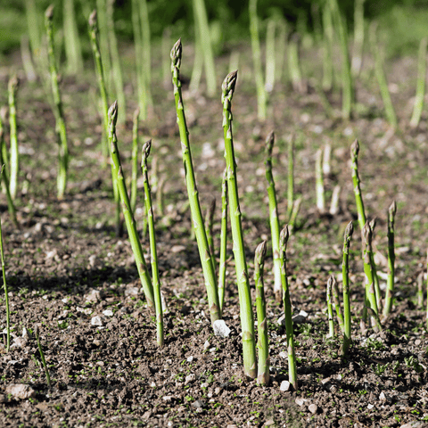UC72 Asparagus – 50 Seeds, additional product view 2