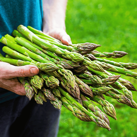 UC72 Asparagus seeds package, 50 count, GrowTime Garden Supply