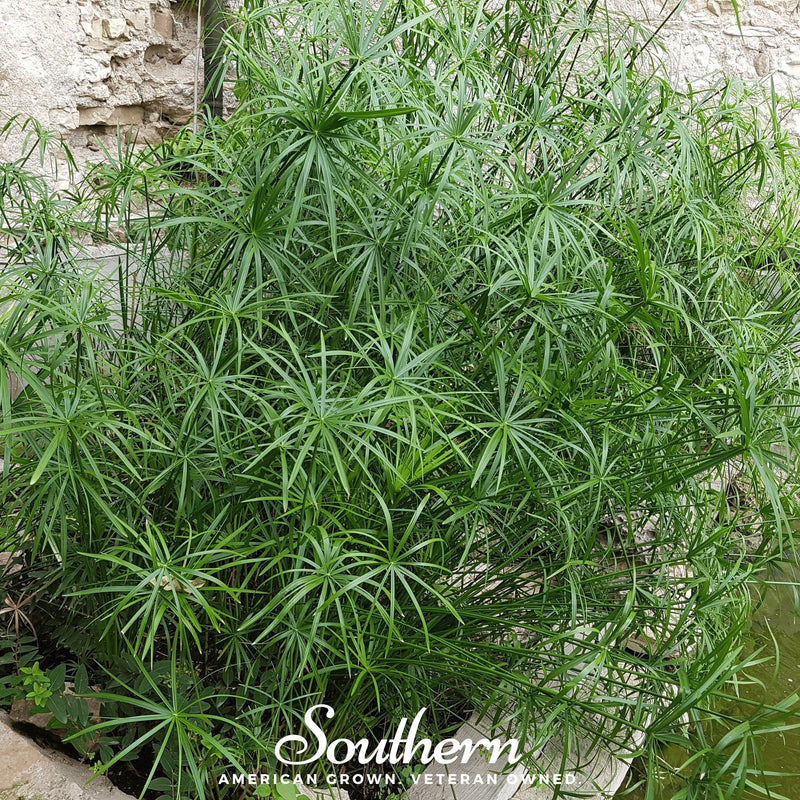 Load image into Gallery viewer, Umbrella Plant – 50 Seeds
