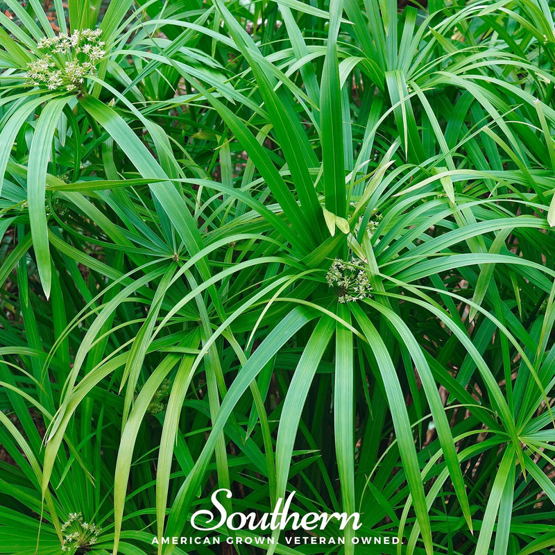 Load image into Gallery viewer, Umbrella Plant – 50 Seeds
