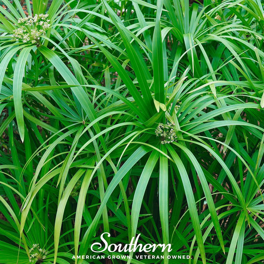 Umbrella Plant – 50 Seeds