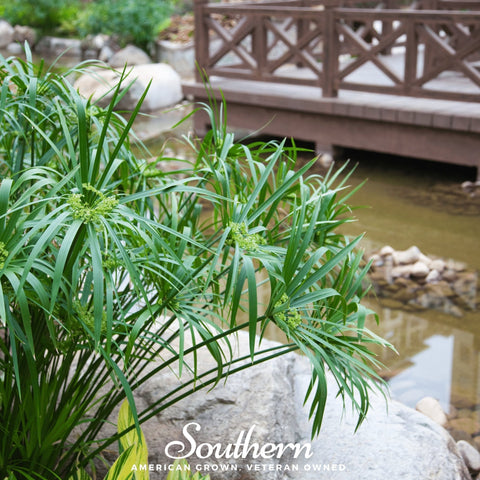 Umbrella Plant 50 Seeds