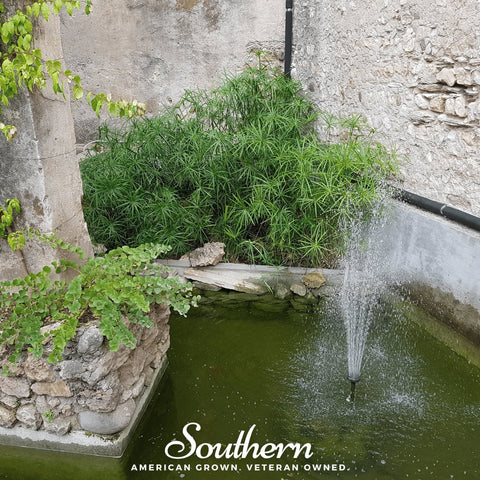 Umbrella Plant – 50 Seeds, additional product view 2