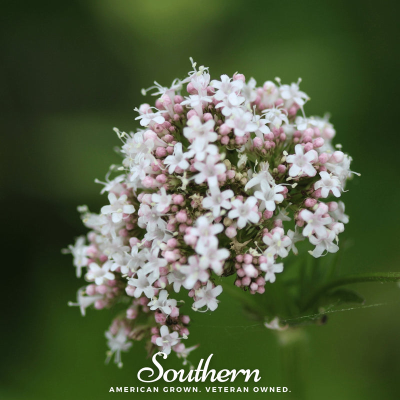 Load image into Gallery viewer, Valerian – 100 Seeds
