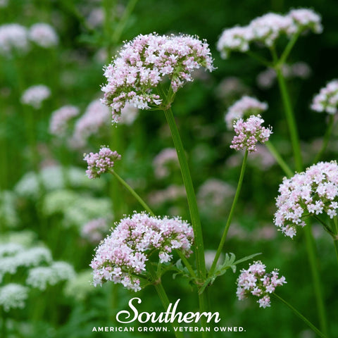 Valerian seeds package, 100 count, GrowTime Garden Supply