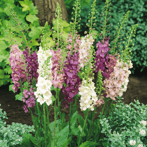 Verbascum Mullein mix seeds package, 100 count, GrowTime Garden Supply