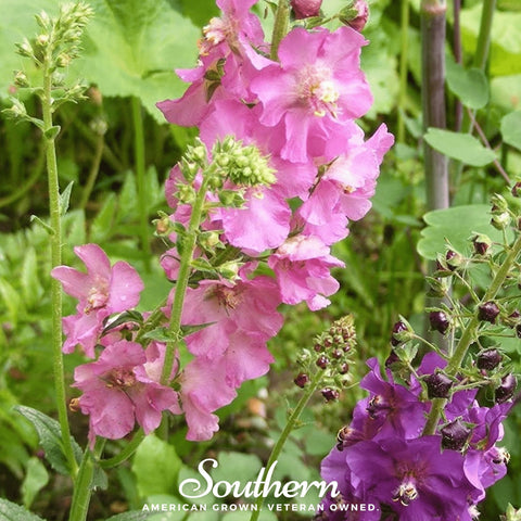 Verbascum Mullein Mix – 100 Seeds, additional product view 2