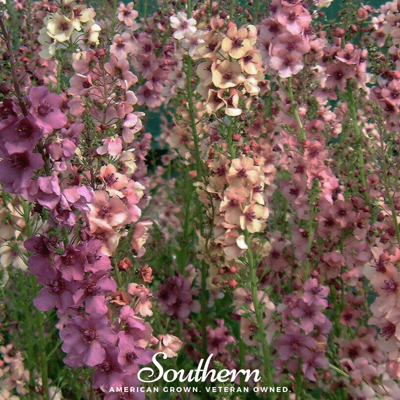 Load image into Gallery viewer, Verbascum Mullein Mix – 100 Seeds
