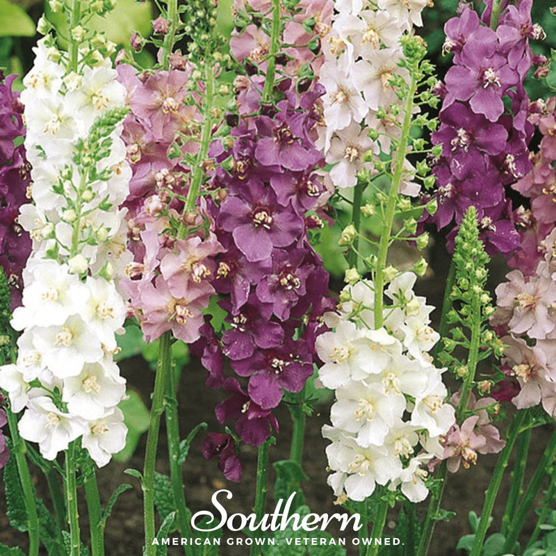 Load image into Gallery viewer, Verbascum Mullein Mix – 100 Seeds
