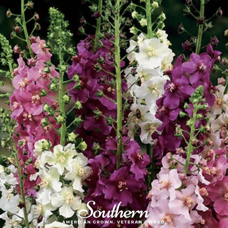 Load image into Gallery viewer, Verbascum Mullein Mix – 100 Seeds
