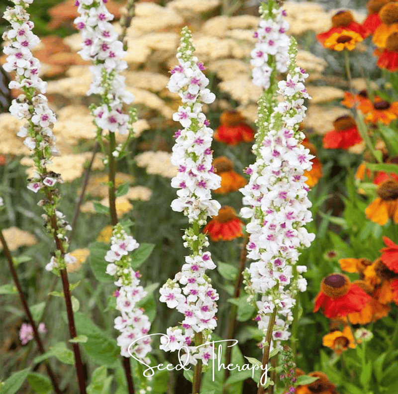 Load image into Gallery viewer, Wedding Candles Verbascum – 50 Seeds
