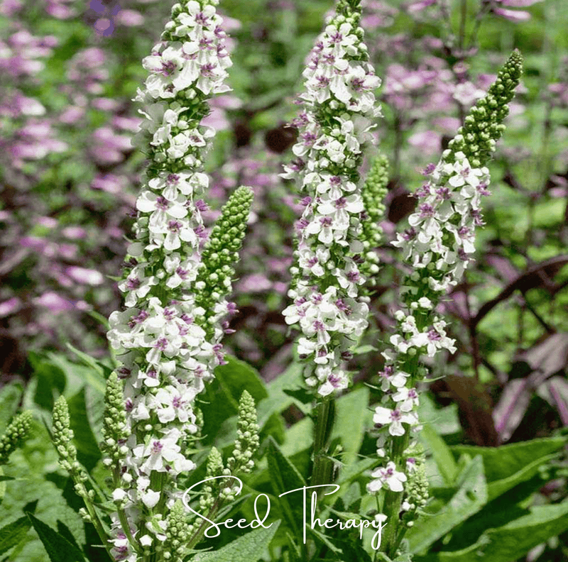 Load image into Gallery viewer, Wedding Candles Verbascum – 50 Seeds
