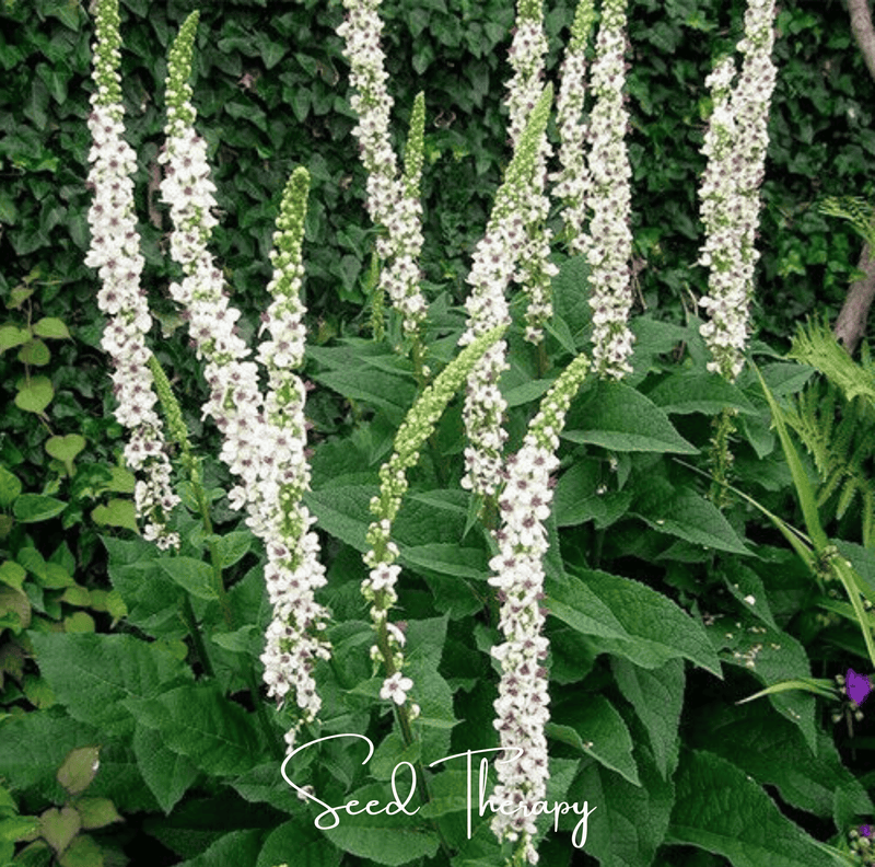 Load image into Gallery viewer, Wedding Candles Verbascum – 50 Seeds
