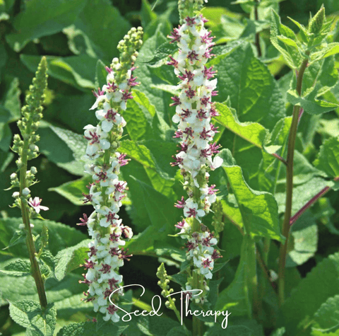 Wedding Candles Verbascum 50 Seeds