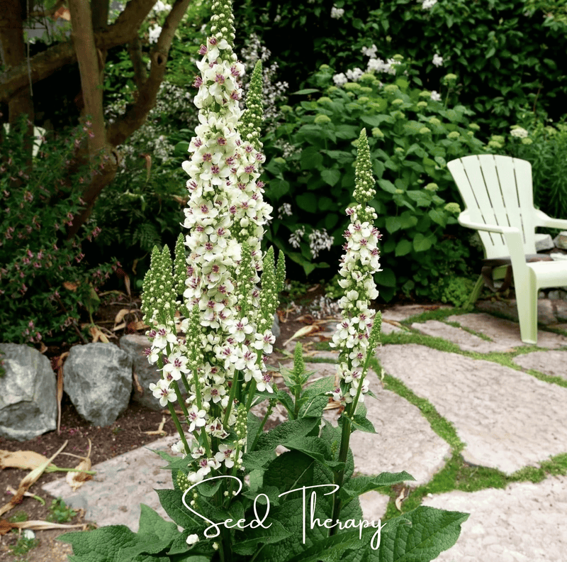 Load image into Gallery viewer, Wedding Candles Verbascum – 50 Seeds
