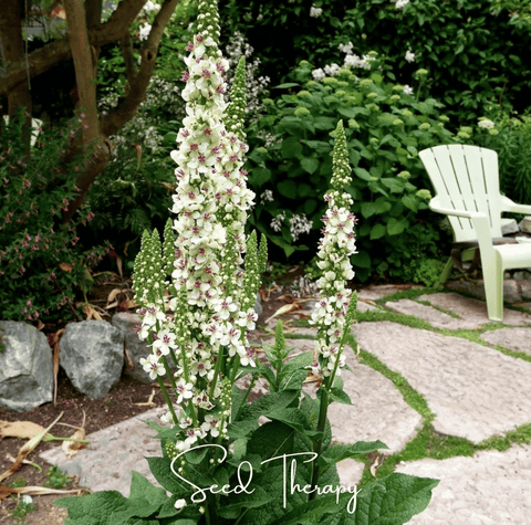 Wedding Candles Verbascum – 50 Seeds, additional product view 2