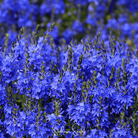 Royal Blue Veronica Speedwell – 50 Seeds, additional product view 2