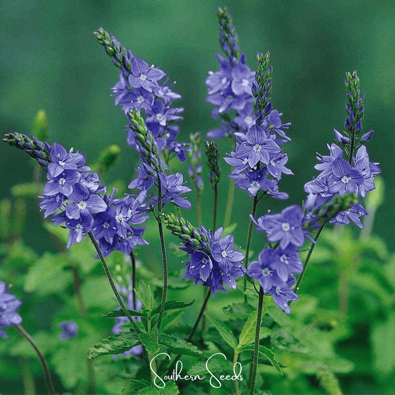 Load image into Gallery viewer, Royal Blue Veronica Speedwell – 50 Seeds

