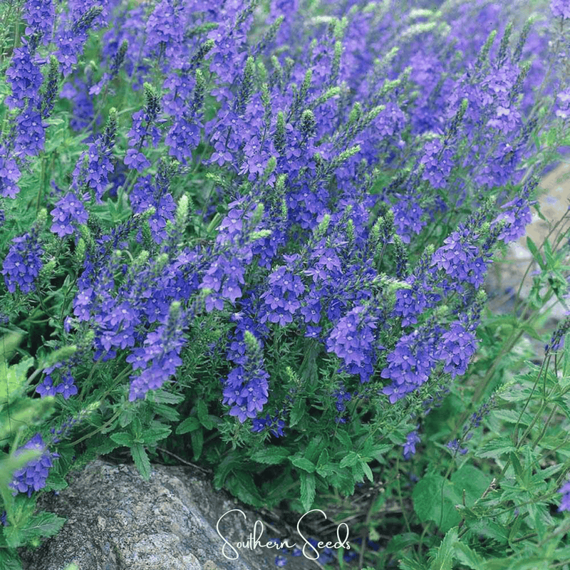 Load image into Gallery viewer, Royal Blue Veronica Speedwell – 50 Seeds
