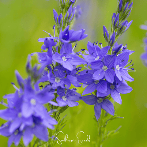 Royal Blue Veronica Speedwell 50 Seeds