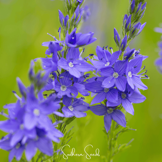Royal Blue Veronica Speedwell – 50 Seeds
