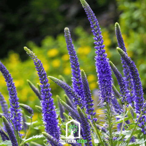 Spiked Speedwell Veronica 50 Seeds