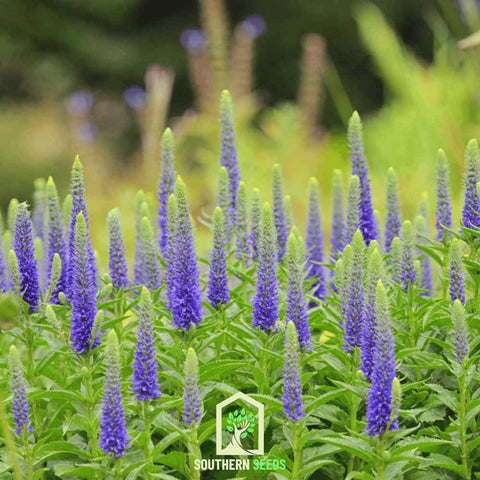 Spiked Speedwell Veronica – 50 Seeds, additional product view 2