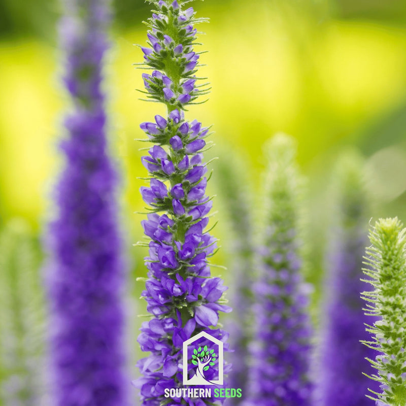 Load image into Gallery viewer, Spiked Speedwell Veronica – 50 Seeds
