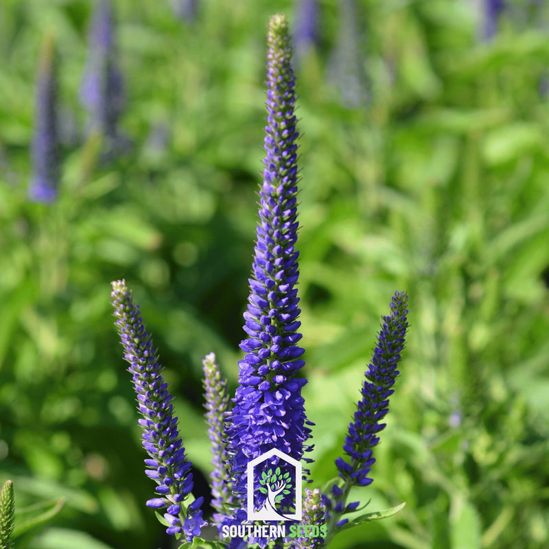 Load image into Gallery viewer, Spiked Speedwell Veronica – 50 Seeds
