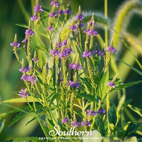 Blue Vervain 100 Seeds