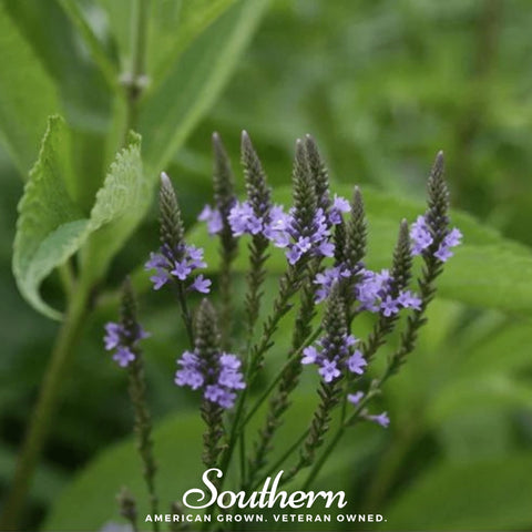 Blue Vervain – 100 Seeds, additional product view 2