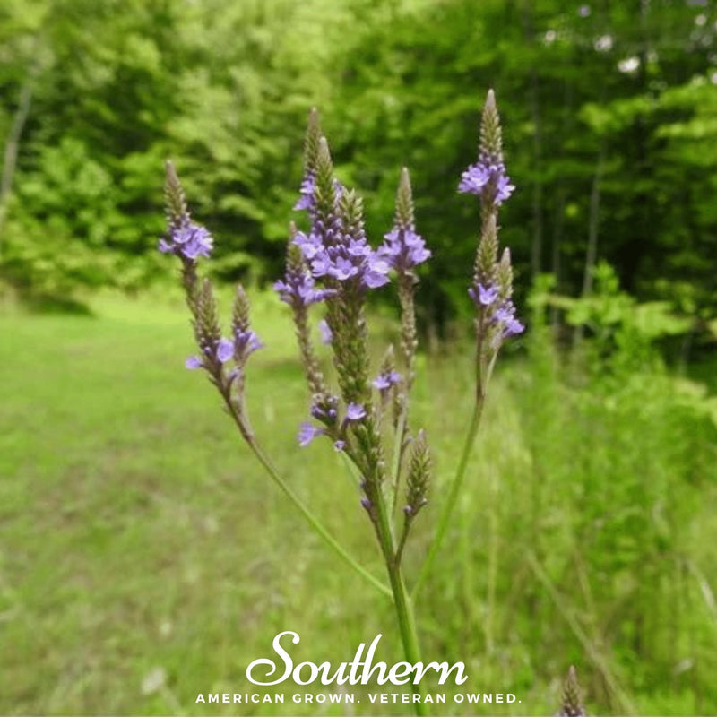 Load image into Gallery viewer, Blue Vervain – 100 Seeds
