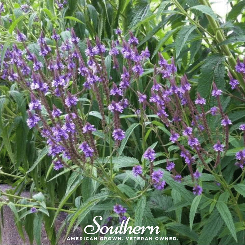 Load image into Gallery viewer, Blue Vervain – 100 Seeds

