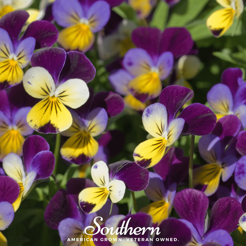 Load image into Gallery viewer, Johnny Jump Up Viola – 200 Seeds
