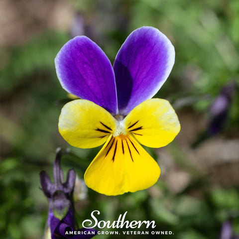 Johnny Jump Up Viola seeds package, 200 count, GrowTime Garden Supply