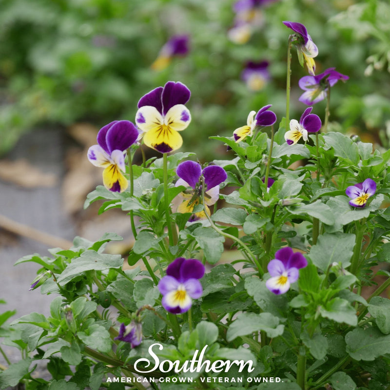 Load image into Gallery viewer, Johnny Jump Up Viola – 200 Seeds
