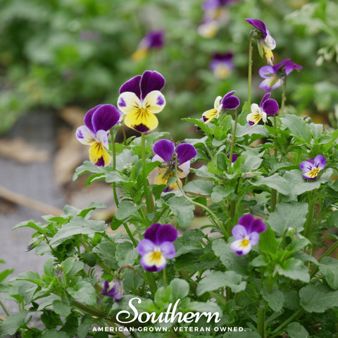 Johnny Jump Up Viola – 200 Seeds, additional product view 2
