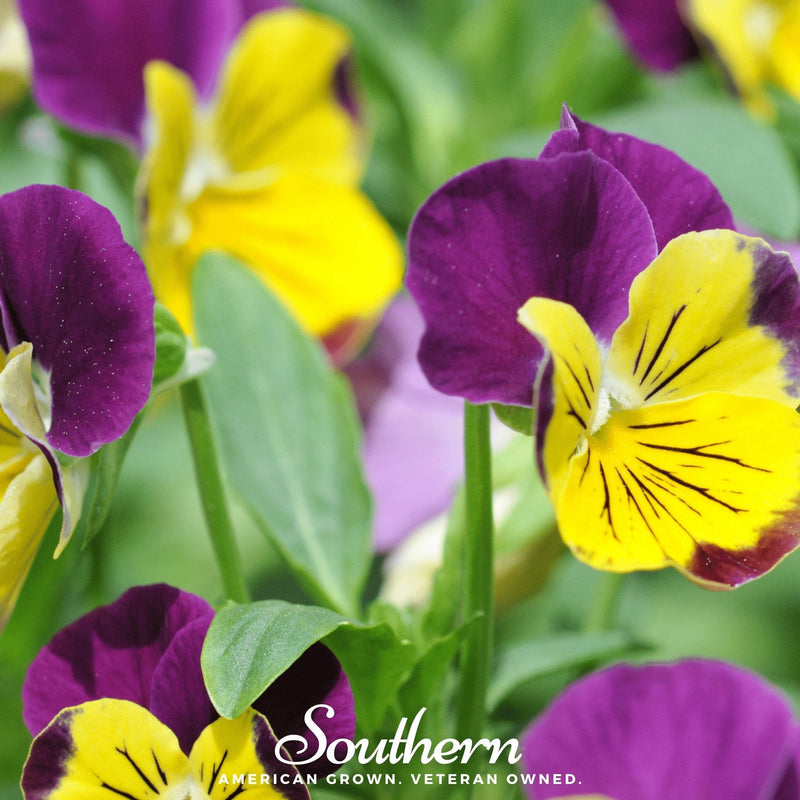 Load image into Gallery viewer, Johnny Jump Up Viola – 200 Seeds
