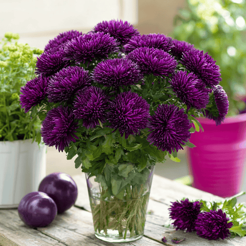 Violet Gremlin Aster 50 Seeds