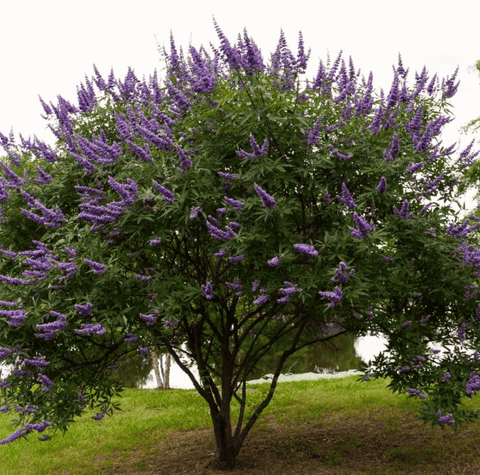 Vitex Chaste Tree Texas Lilac 20 Seeds