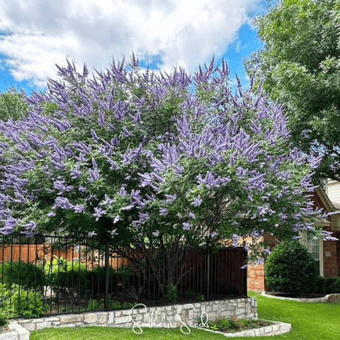 Vitex (Chaste Tree – Texas Lilac) – 20 Seeds, additional product view 2