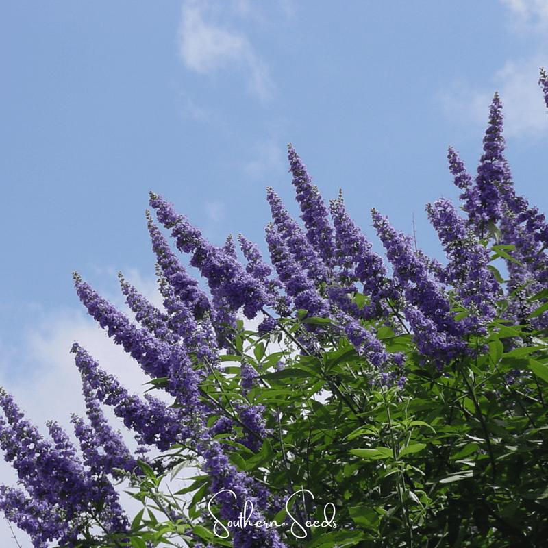 Load image into Gallery viewer, Vitex (Chaste Tree – Texas Lilac) – 20 Seeds

