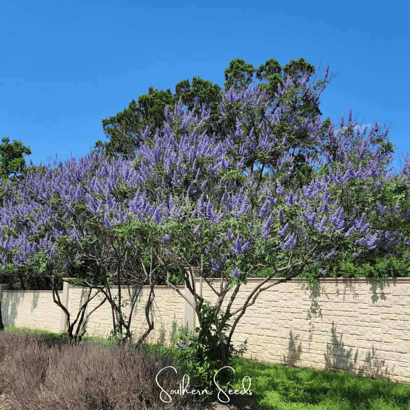 Load image into Gallery viewer, Vitex (Chaste Tree – Texas Lilac) – 20 Seeds
