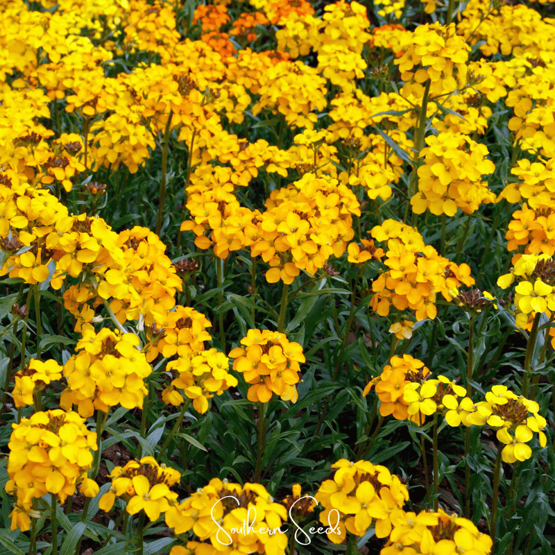 Load image into Gallery viewer, Siberian Wallflower – 250 Seeds

