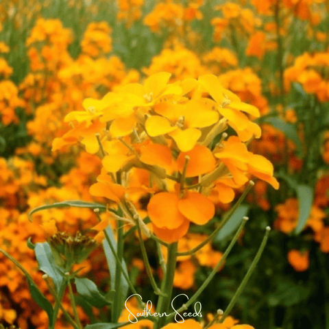 Siberian Wallflower – 250 Seeds, additional product view 2