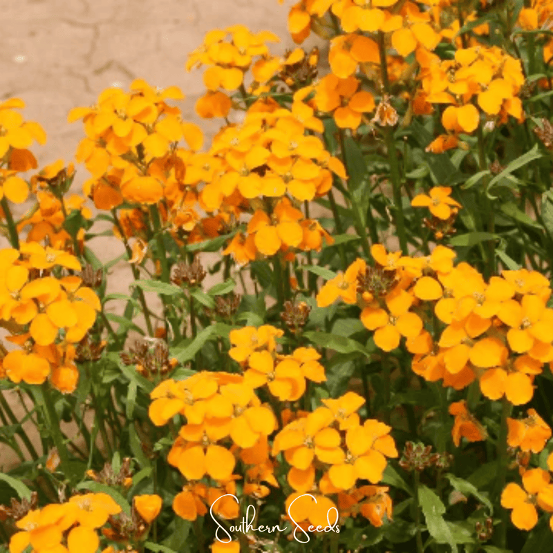 Load image into Gallery viewer, Siberian Wallflower – 250 Seeds
