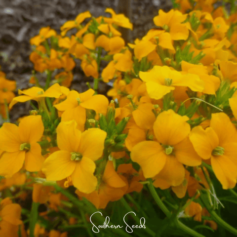 Siberian Wallflower 250 Seeds