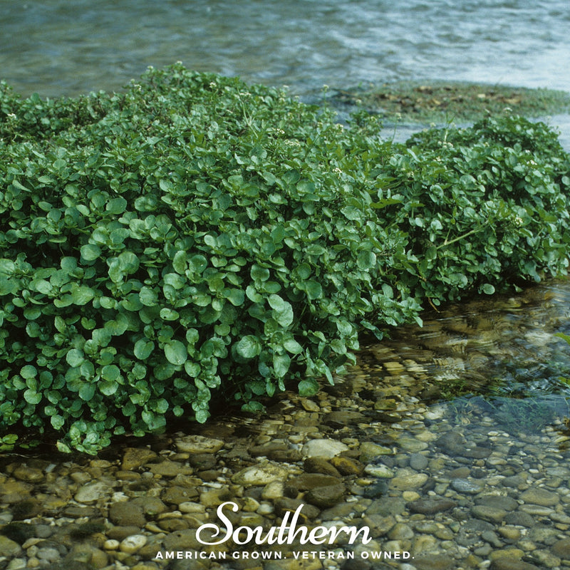Load image into Gallery viewer, Watercress – 200 Seeds
