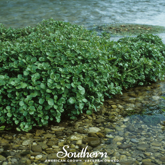 Watercress – 200 Seeds